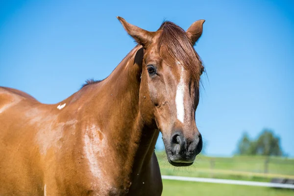 Portrait Cheval Brun Adulte Sur Fond Bleu Ciel — Photo