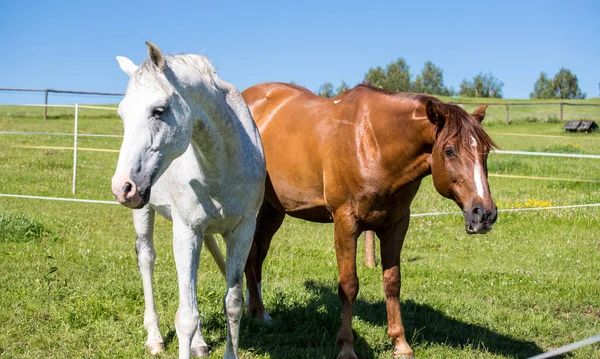 Cheval Plein Air Blanc Brun — Photo