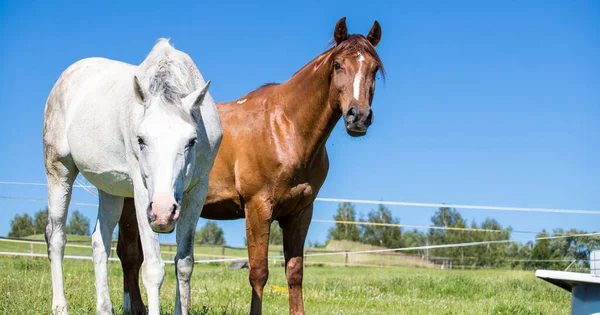 白色和棕色自由放养的马 — 图库照片