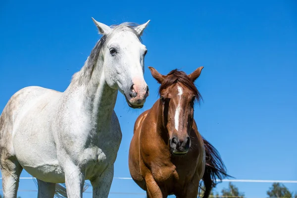 Caballo Campo Libre Blanco Marrón Contra Cielo Azul —  Fotos de Stock