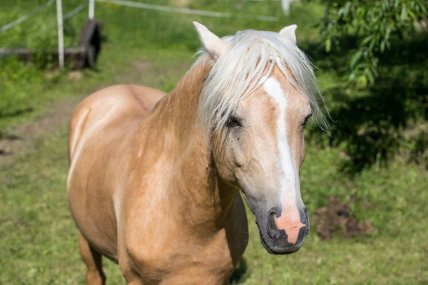 Ein Junges Braunes Pony Mit Weißer Mähne — Stockfoto