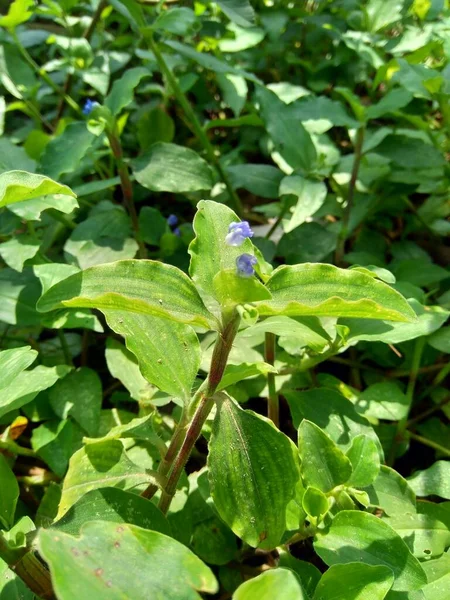 Close Commelina Diffusa Escalada Dayflower Espalhando Dayflower Com Fundo Natural — Fotografia de Stock