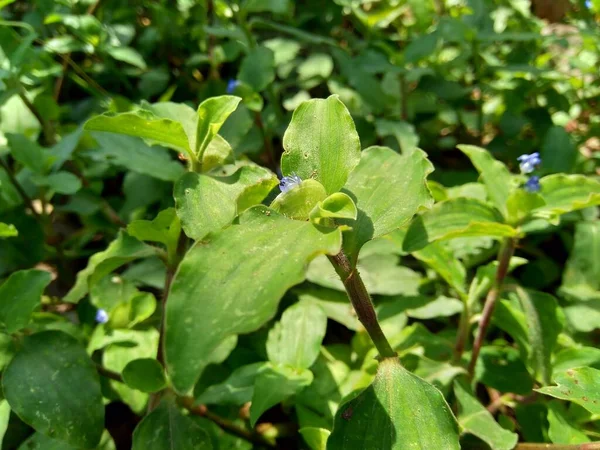 셀리나 타거나 자연적 배경으로 덮는다 그것은 속하는 식물이다 — 스톡 사진