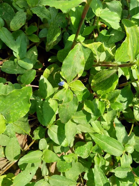 Commelina Diferusa Gün Çiçeğine Tırmanma Doğal Bir Arka Planla Kapatın — Stok fotoğraf