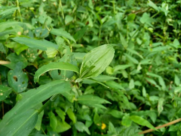 Κοντινό Πλάνο Commelina Diffusa Αναρρίχηση Dayflower Διάδοση Dayflower Φυσικό Υπόβαθρο — Φωτογραφία Αρχείου