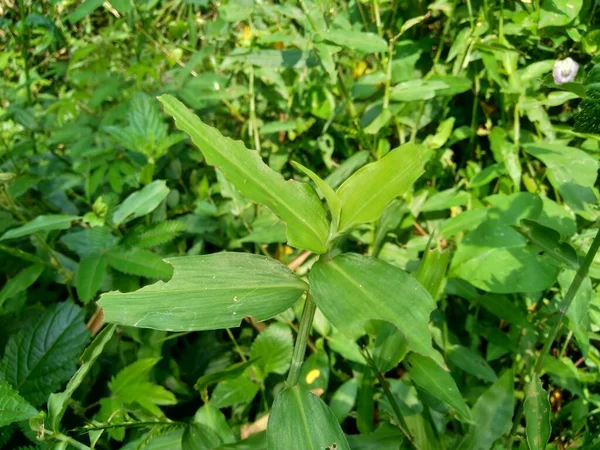 Κοντινό Πλάνο Commelina Diffusa Αναρρίχηση Dayflower Διάδοση Dayflower Φυσικό Υπόβαθρο — Φωτογραφία Αρχείου