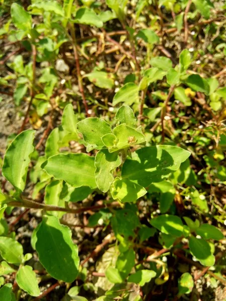 具有自然背景的闭合红杉 爬白花或撒播白花 它是白花科的一种泛热带草本植物 有蓝色小花的草本 — 图库照片