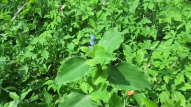 Commelina diferusa 'yı (gün çiçeğine tırmanma) doğal bir arka planla kapatın. Günçiçeği familyasından pantropikal bir bitkidir. Küçük mavi çiçekli otlar.