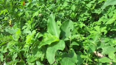 Commelina diferusa 'yı (gün çiçeğine tırmanma) doğal bir arka planla kapatın. Günçiçeği familyasından pantropikal bir bitkidir. Küçük mavi çiçekli otlar.