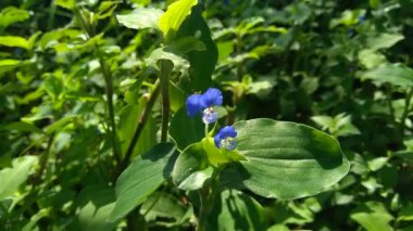 Commelina diferusa 'yı (gün çiçeğine tırmanma) doğal bir arka planla kapatın. Günçiçeği familyasından pantropikal bir bitkidir. Küçük mavi çiçekli otlar.