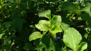 Commelina diferusa 'yı (gün çiçeğine tırmanma) doğal bir arka planla kapatın. Günçiçeği familyasından pantropikal bir bitkidir. Küçük mavi çiçekli otlar.