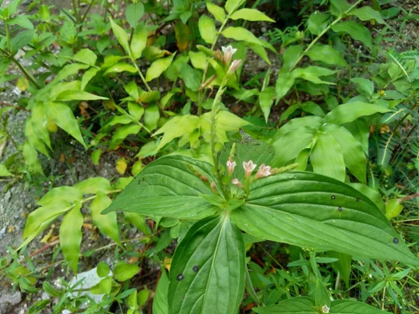 Spigelia Anthelmia Wormgrass Pinkroot West Indian Pinkroot Естественным Фоном Pinkroot — стоковое фото