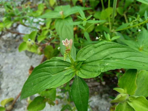 Spigelia Anthelmia Wormgrass Pinkroot Batı Hindistan Pinkroot Doğal Bir Geçmişe — Stok fotoğraf