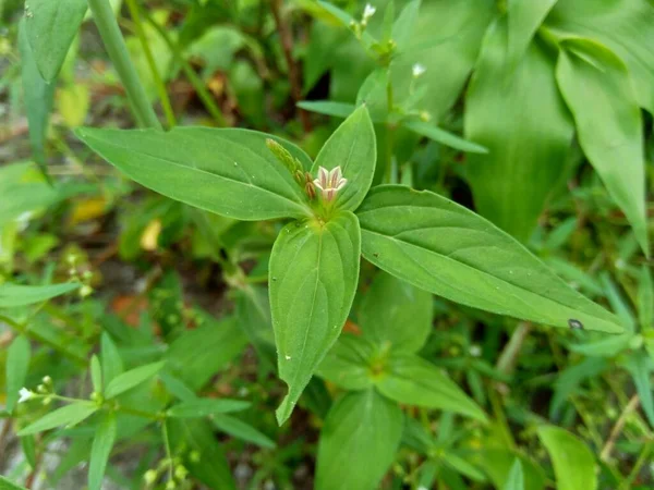 Spigelia Anthelmia Wormgrass Pinkroot West Indian Pinkroot Com Fundo Natural — Fotografia de Stock