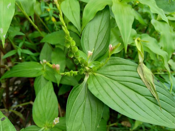 Spigelia Anthelmia (Wormgrass, Pinkroot, West Indian Pinkroot) with a natural background. Pinkroot is a common name for plants in this genus.