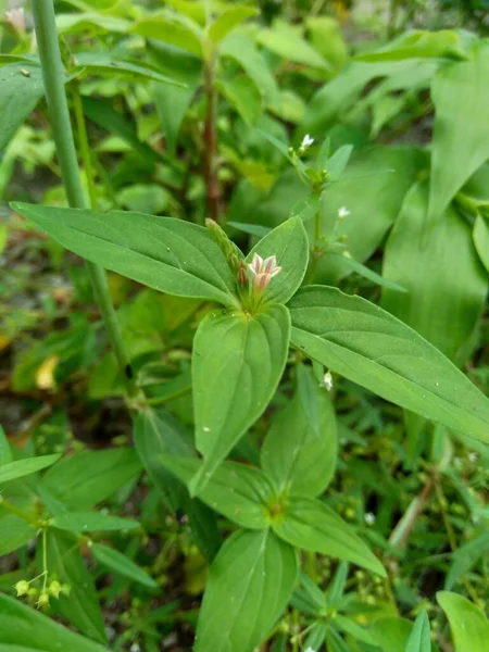 Spigelia Anthelmia Wurmgras Pinkwurzel Westindische Pinkwurzel Mit Natürlichem Hintergrund Pinkroot — Stockfoto