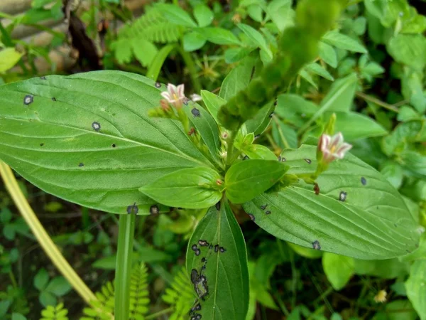 Spigelia Anthelmia Wormgrass Pinkroot West Indian Pinkroot Con Uno Sfondo — Foto Stock