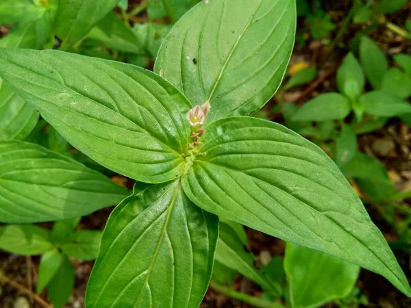 Spigelia Anthelmia Wormgrass Pinkroot West Indian Pinkroot Con Fondo Natural — Foto de Stock