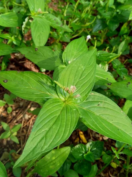 Spigelia Anthelmia Wormgrass Pinkroot West Indian Pinkroot 자연적 배경을 가지고 — 스톡 사진