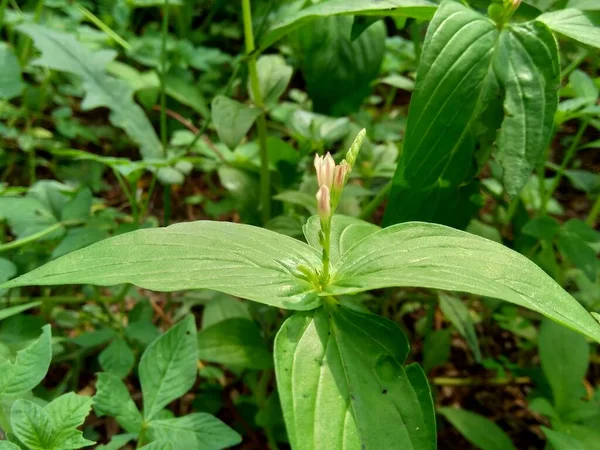 Spigelia Anthelmia Wormgrass Pinkroot West Indian Pinkroot Con Fondo Natural — Foto de Stock