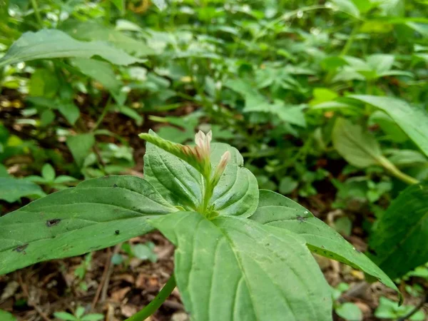 Spigelia Anthelmia Wormgrass Pinkroot West Indian Pinkroot Φυσικό Υπόβαθρο Pinkroot — Φωτογραφία Αρχείου