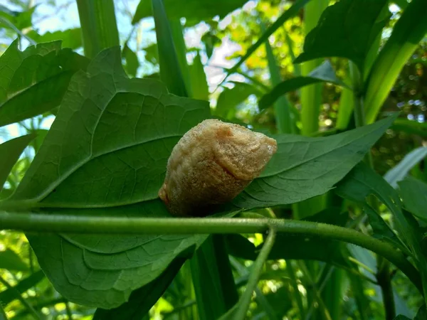 Schließen Sie Das Der Heuschrecke Mit Einem Natürlichen Hintergrund — Stockfoto