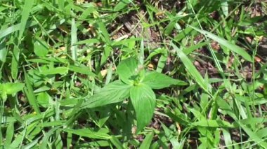 Spigelia Anthelmia (Wormgrass, Pinkroot, Batı Hindistan Pinkroot) doğal bir geçmişe sahiptir. Bu cinsteki bitkiler için pembe kök yaygın bir isimdir..