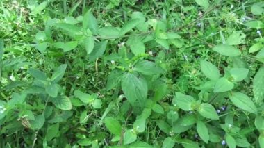 Spigelia Anthelmia (Wormgrass, Pinkroot, Batı Hindistan Pinkroot) doğal bir geçmişe sahiptir. Bu cinsteki bitkiler için pembe kök yaygın bir isimdir..