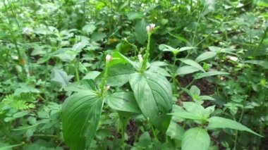 Spigelia Anthelmia (Wormgrass, Pinkroot, Batı Hindistan Pinkroot) doğal bir geçmişe sahiptir. Bu cinsteki bitkiler için pembe kök yaygın bir isimdir..