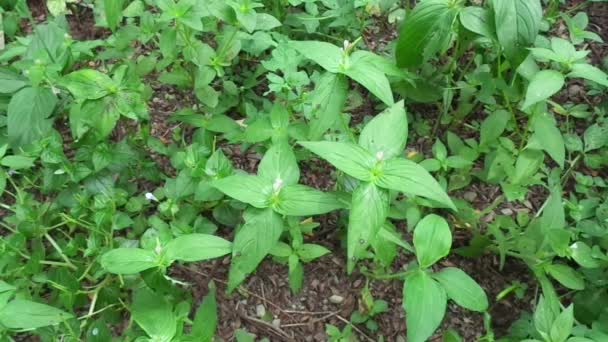 Spigelia Anthelmia Wormgrass Pinkroot West Indian Pinkroot Con Uno Sfondo — Video Stock