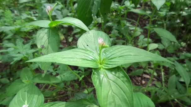 具有自然背景的Spigelia Anthelmia Wormgrass Pinkroot West Indian Pinkroot 粉红是本属植物的通称 — 图库视频影像