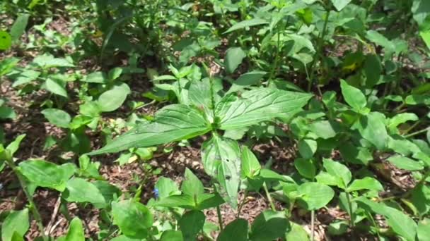 Spigelia Anthelmia Wormgrass Pinkroot West Indian Pinkroot Naturalnym Tłem Pinkroot — Wideo stockowe