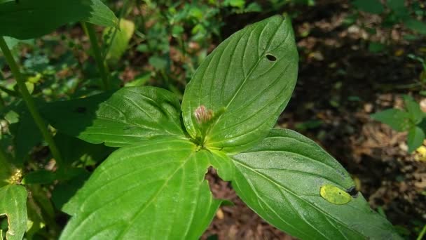 Spigelia Anthelmia Wormgrass Pinkroot West Indian Pinkroot Com Fundo Natural — Vídeo de Stock