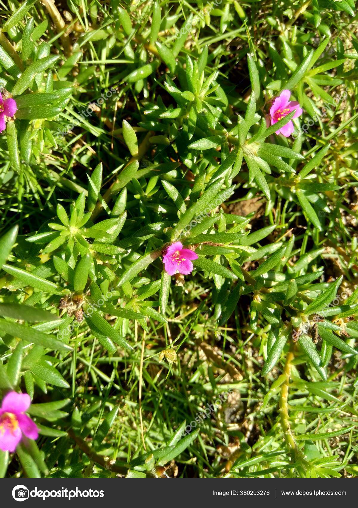 Portulaca Grandiflora Rose Moss Ten Clock Mexican Rose Moss Rose Stock Photo C Mangkelin1