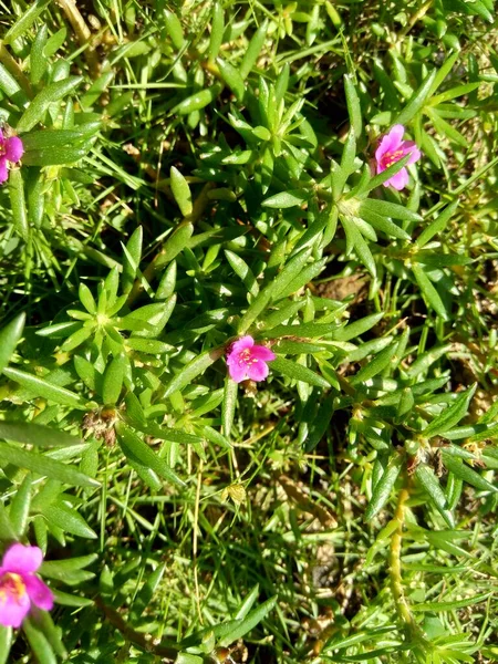 Portulaca grandiflora (rose moss, ten o clock, Mexican rose, moss rose, Vietnam-Rose, sun rose, rock-rose, moss-rose purslane)