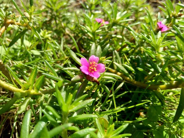 Portulaca Grandiflora Różany Mech Dziesiąta Godzina Róża Meksykańska Róża Mchu — Zdjęcie stockowe