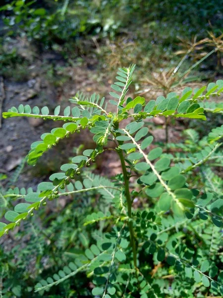 Phyllanthus Urinaria Meniran Chambre Amère Gripeweed Shatterstone Brise Pierres Leafflower — Photo