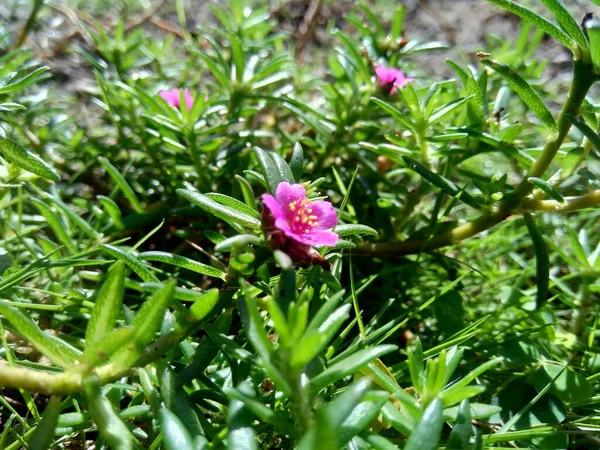 Vietnam Rose Stock Photos Royalty Free Vietnam Rose Images Depositphotos