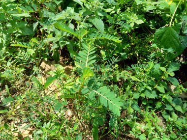 Phyllanthus idrar (meniran, oda acı, gripeweed, kırlantaş, taş kırıcı, yaprak çiçeği) doğal bir arka plana sahiptir. Yapraklar uçta büyük ve minyonlara doğru küçüktür..