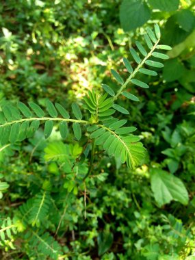 Phyllanthus idrar (meniran, oda acı, gripeweed, kırlantaş, taş kırıcı, yaprak çiçeği) doğal bir arka plana sahiptir. Yapraklar uçta büyük ve minyonlara doğru küçüktür..