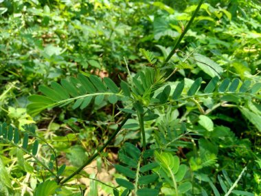 Phyllanthus idrar (meniran, oda acı, gripeweed, kırlantaş, taş kırıcı, yaprak çiçeği) doğal bir arka plana sahiptir. Yapraklar uçta büyük ve minyonlara doğru küçüktür..