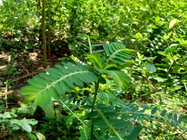 Phyllanthus Urinaria Meniran Gorzki Komora Gripeweed Shatterstone Kamienny Łamacz Kwiat — Zdjęcie stockowe