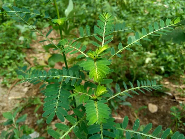 Phyllanthus Urinaria Meniran Kammerbitter Grippeweed Bruchstein Steinbrecher Leafflower Mit Natürlichem — Stockfoto
