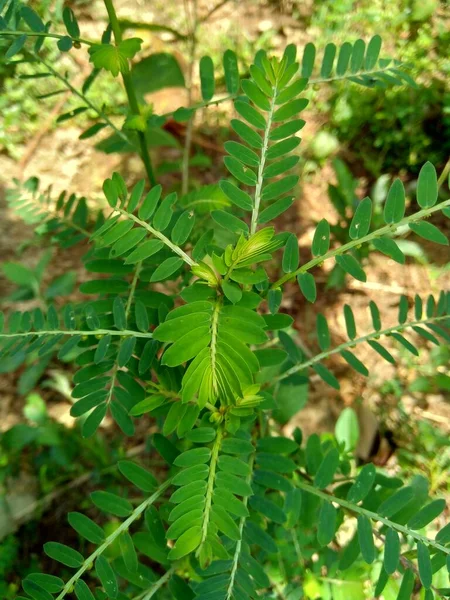 Phyllanthus Urinaria Meniran Komorní Hořká Chaluha Drtič Kamenů Kameník Leafflower — Stock fotografie