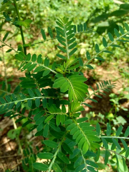 Phyllanthus Urinaria Meniran Cámara Amarga Gripeweed Shatterstone Stonebreaker Leafflower Con — Foto de Stock