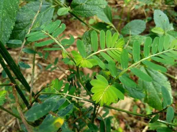 Phyllanthus Urinaria Meniran Komorní Hořká Chaluha Drtič Kamenů Kameník Leafflower — Stock fotografie