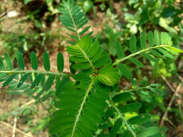 Phyllanthus Urinaria Meniran Chamber Bitter Gripeweed Shatterstone Stonebreaker Leafflower Con — Foto Stock