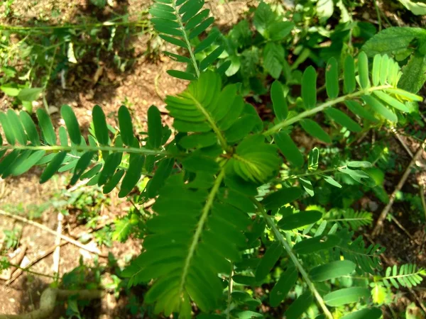 Phyllanthus Urinaria Meniran Câmara Amarga Gripeweed Shatterstone Stonebreaker Leafflower Com — Fotografia de Stock