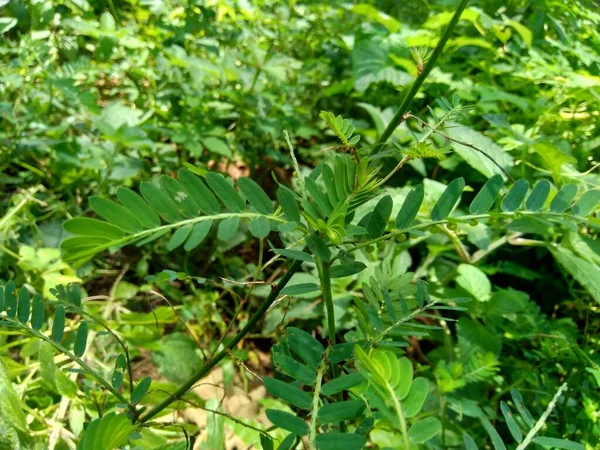 Phyllanthus Urinaria Meniran Kammerbitter Grippeweed Bruchstein Steinbrecher Leafflower Mit Natürlichem — Stockfoto