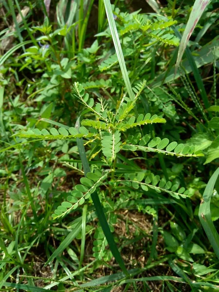 Phyllanthus Urinaria Meniran Θάλαμο Πικρό Gripewed Shatterstone Stonebreaker Leafflower Φυσικό — Φωτογραφία Αρχείου